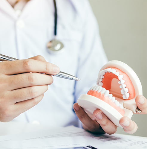 Dentist holding pen and model of teeth
